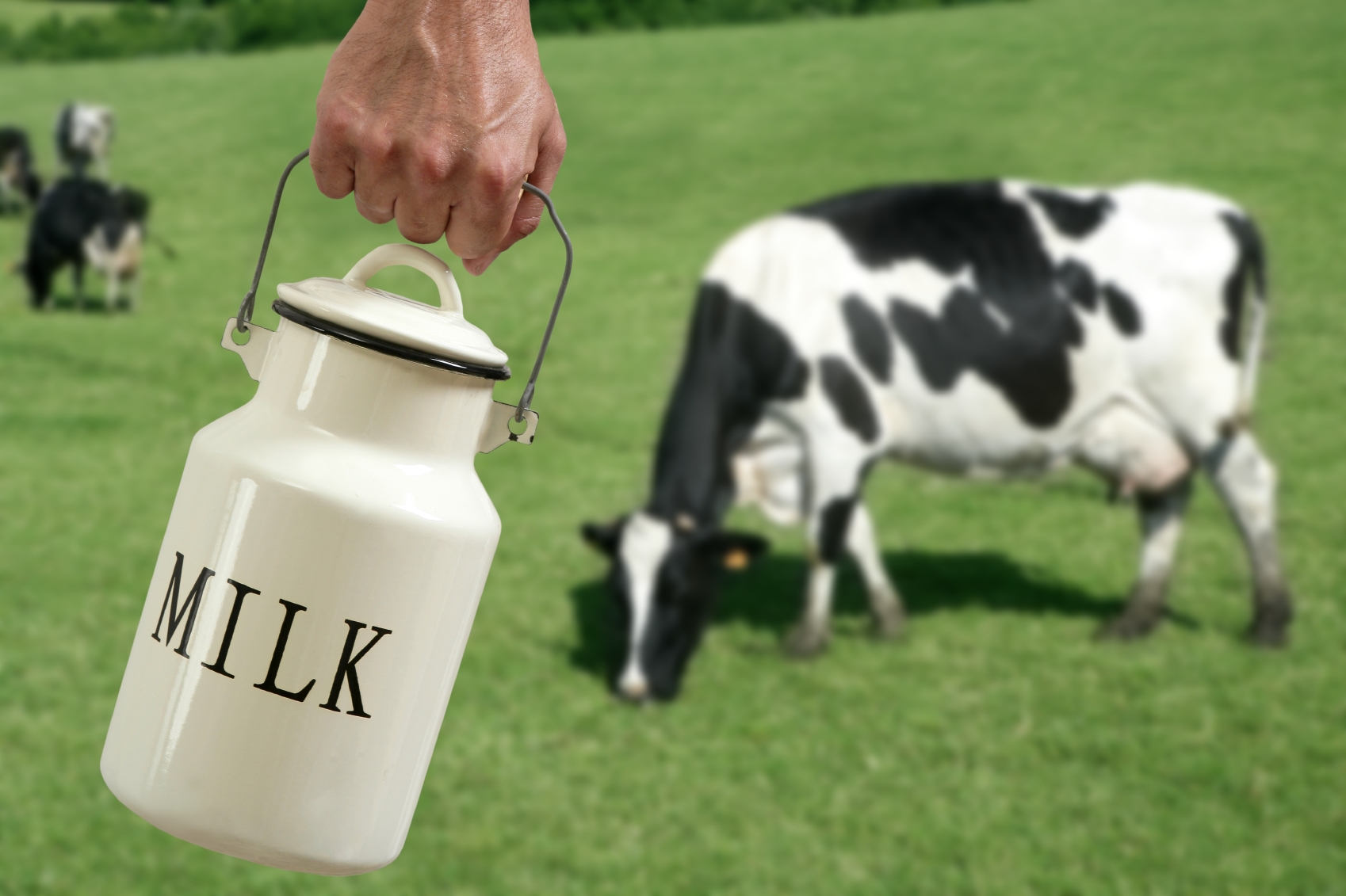 how-do-cows-produce-milk-all-the-time-solved-animal-world-facts